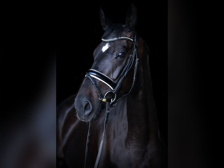 Oldenburger Merrie 7 Jaar 167 cm Zwartbruin in Priestewitz