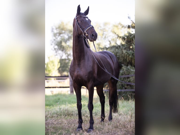 Oldenburger Merrie 7 Jaar 167 cm Zwartbruin in Priestewitz