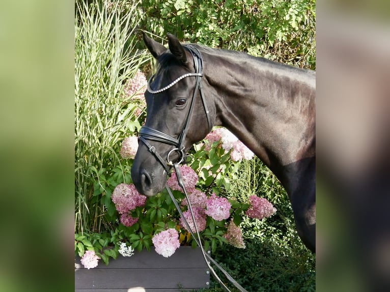 Oldenburger Merrie 7 Jaar 167 cm Zwartbruin in Niederkirchen