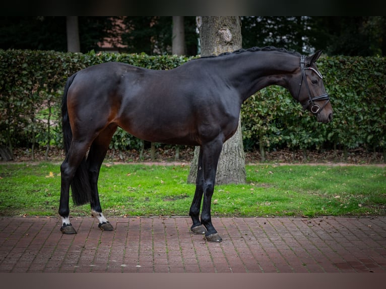 Oldenburger Merrie 7 Jaar 168 cm Bruin in Essen (Oldenburg)
