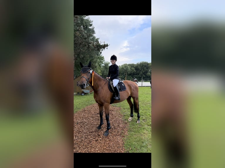 Oldenburger Merrie 7 Jaar 168 cm Bruin in Berglen