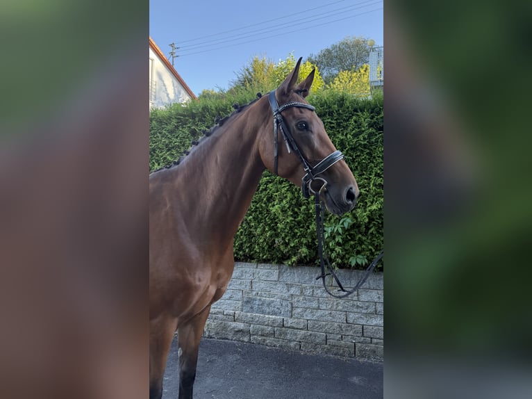 Oldenburger Merrie 7 Jaar 168 cm Bruin in Berglen