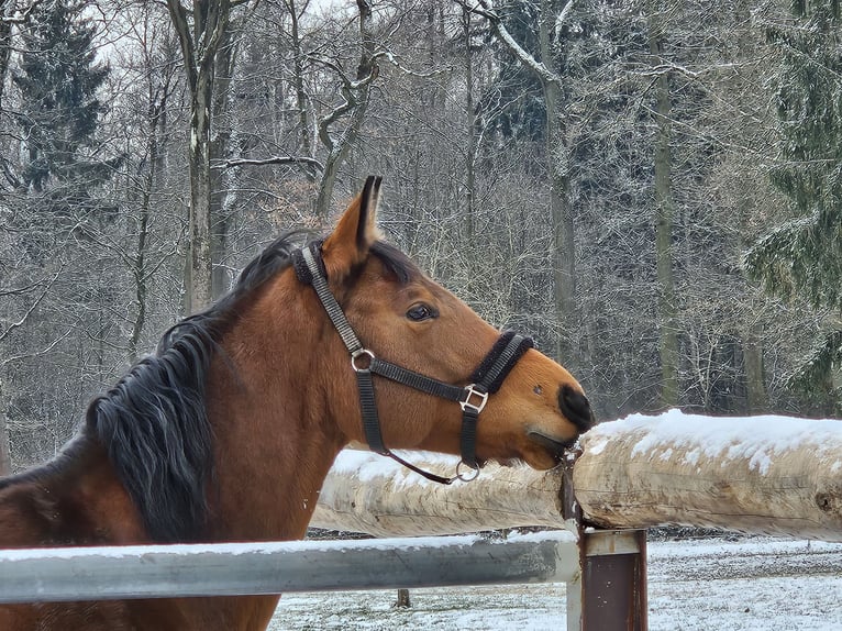 Oldenburger Merrie 7 Jaar 168 cm Bruin in Ostfildern