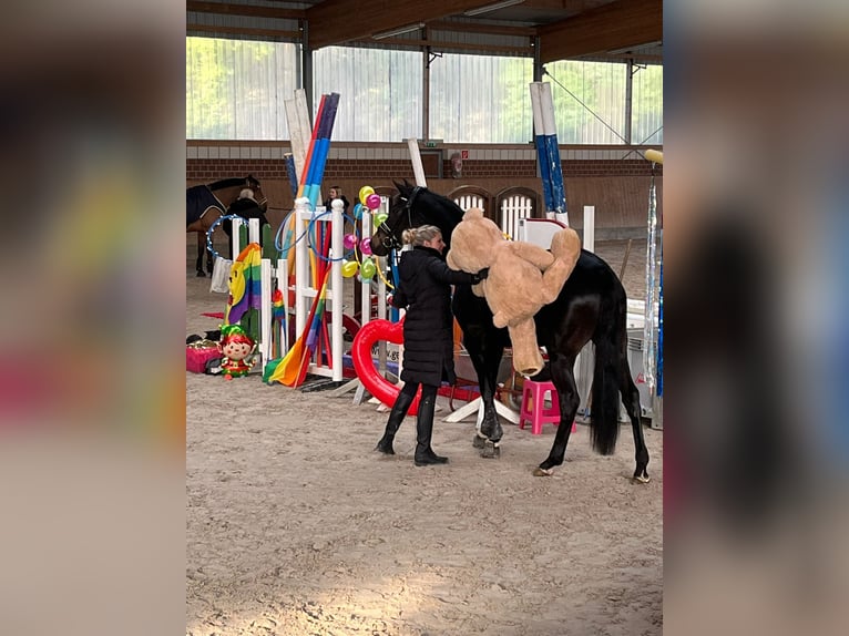 Oldenburger Merrie 7 Jaar 168 cm Donkerbruin in Brüggen