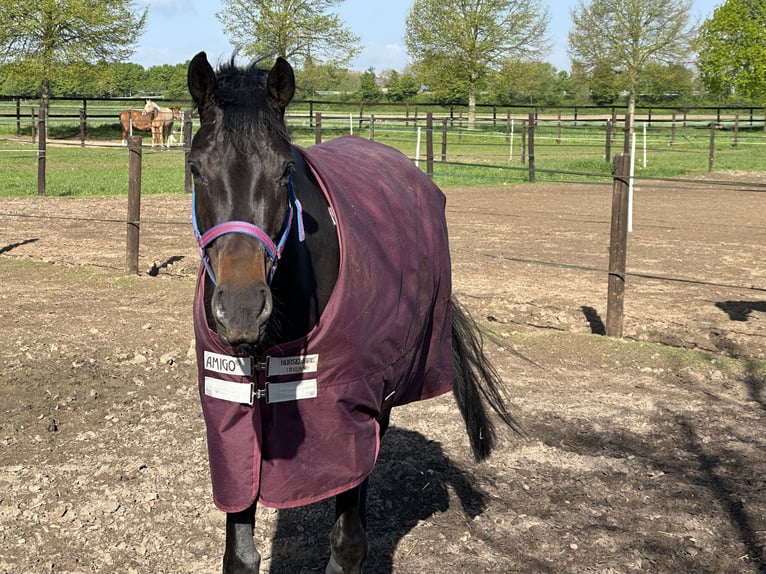 Oldenburger Merrie 7 Jaar 168 cm Donkerbruin in Brüggen