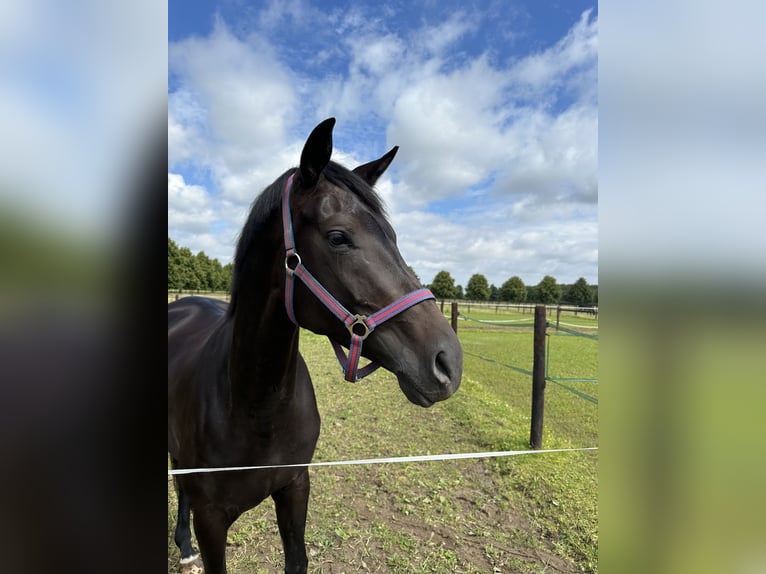Oldenburger Merrie 7 Jaar 168 cm Donkerbruin in Brüggen
