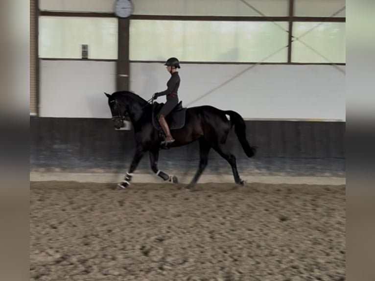 Oldenburger Merrie 7 Jaar 168 cm Donkerbruin in Brüggen