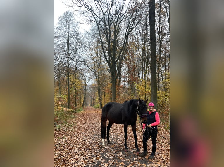 Oldenburger Merrie 7 Jaar 168 cm Donkerbruin in Gro&#xDF;p&#xF6;sna