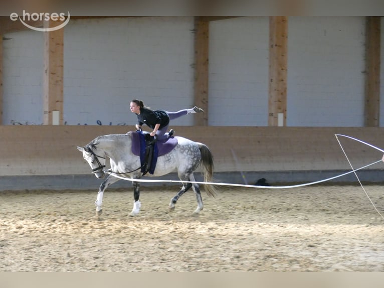 Oldenburger Merrie 7 Jaar 168 cm Schimmel in Ganschow
