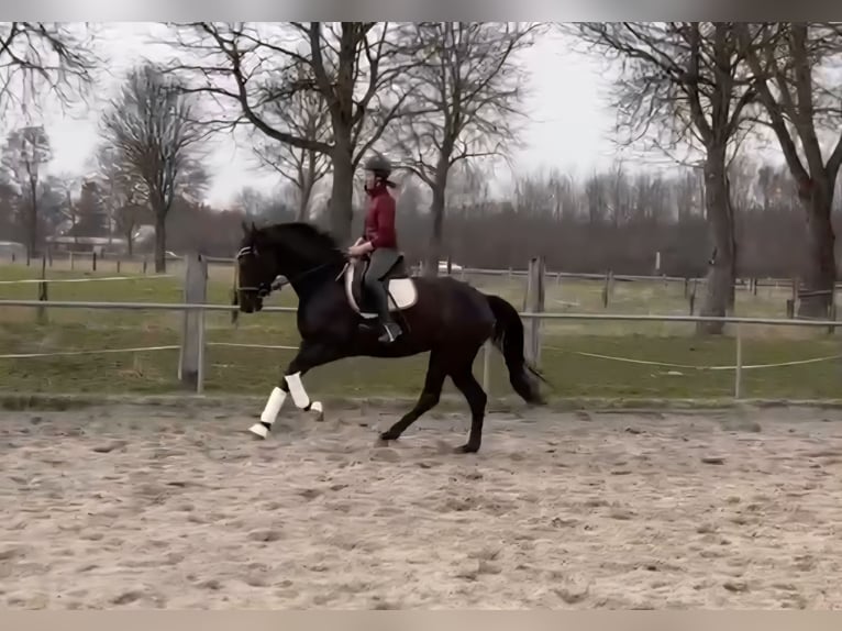 Oldenburger Merrie 7 Jaar 168 cm Zwart in Karlsfeld