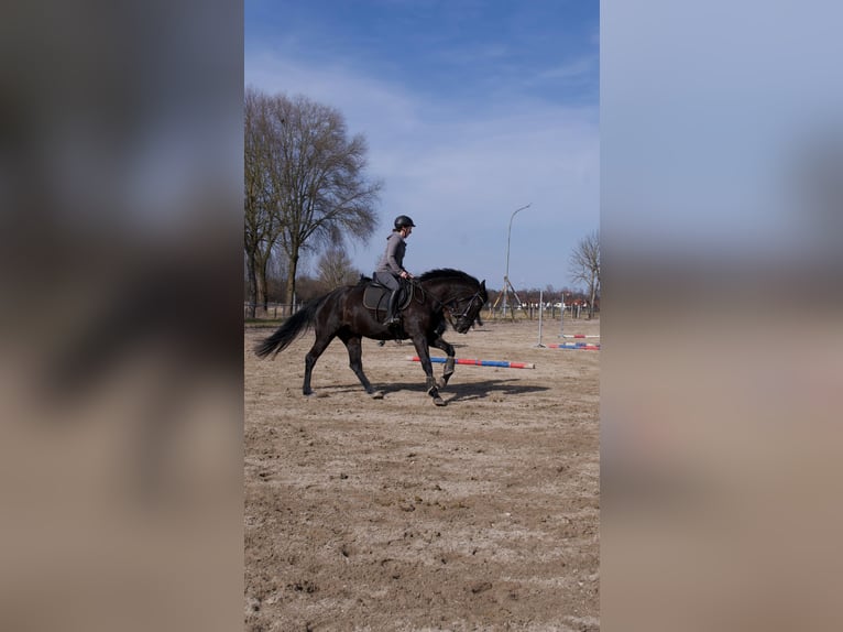 Oldenburger Merrie 7 Jaar 168 cm Zwart in Karlsfeld