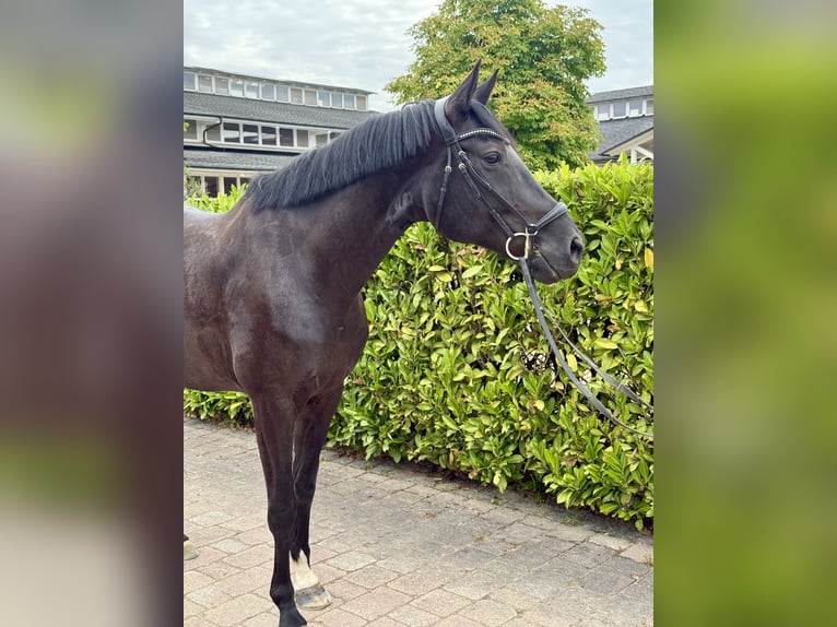 Oldenburger Merrie 7 Jaar 168 cm Zwart in Bad Nauheim