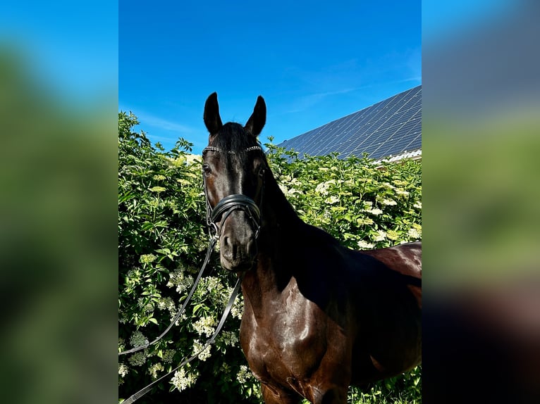 Oldenburger Merrie 7 Jaar 168 cm Zwartbruin in Mechterstädt