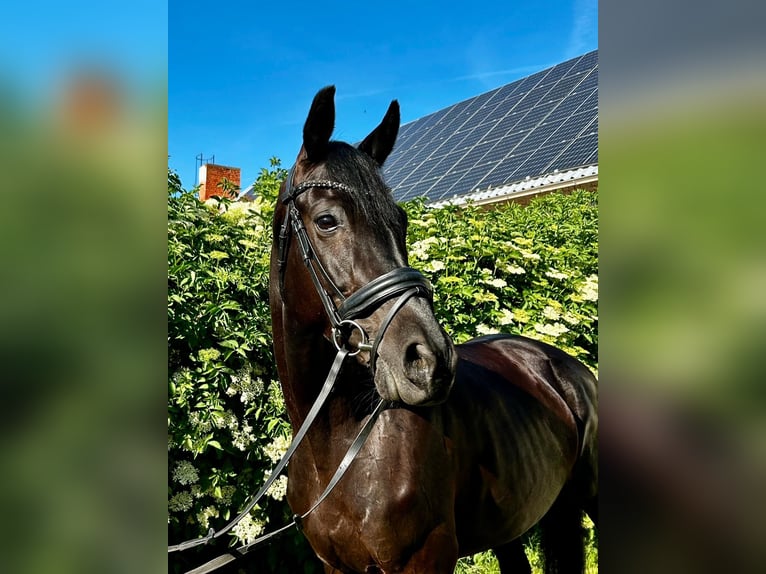 Oldenburger Merrie 7 Jaar 168 cm Zwartbruin in Mechterstädt