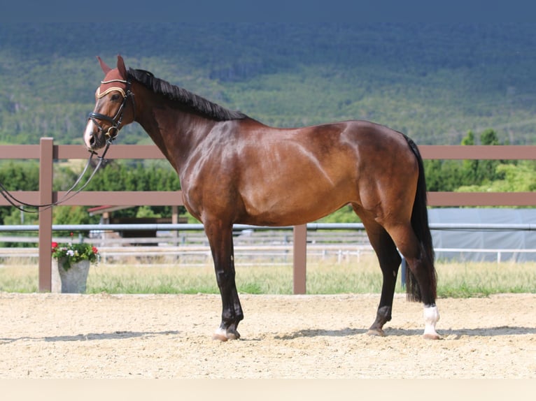 Oldenburger Merrie 7 Jaar 169 cm Bruin in Bad Vöslau