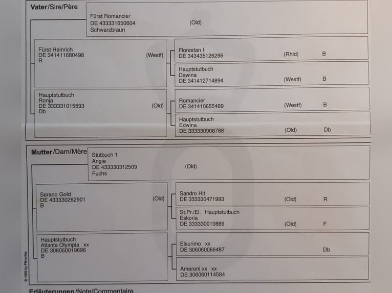 Oldenburger Merrie 7 Jaar 170 cm Bruin in Sch&#xF6;mberg