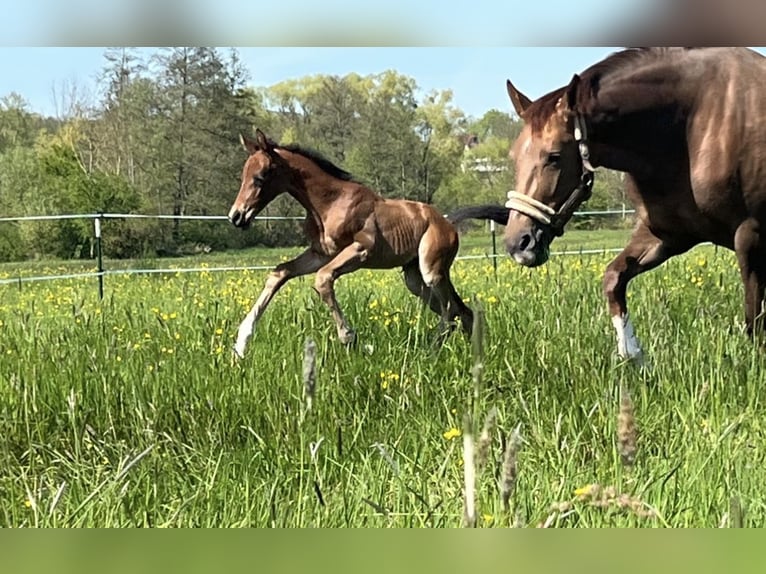 Oldenburger Merrie 7 Jaar 170 cm Donkere-vos in Fürth