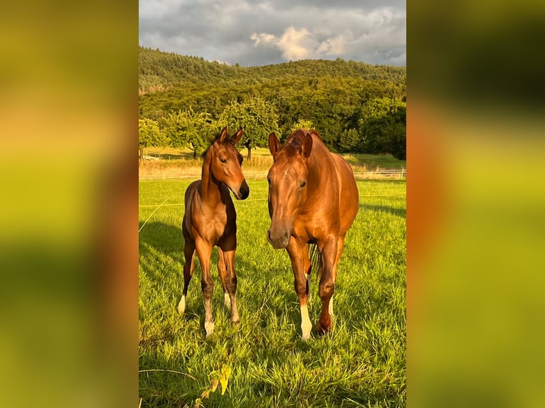 Oldenburger Merrie 7 Jaar 170 cm Donkere-vos in Fürth