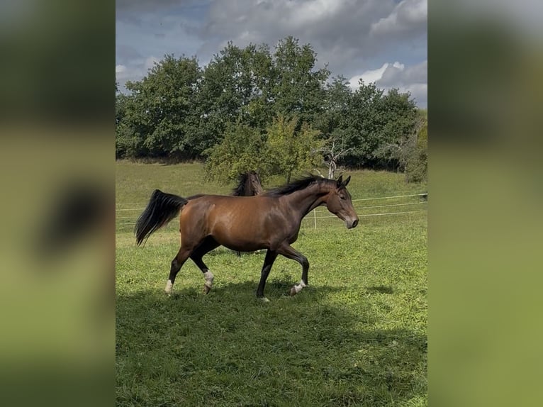 Oldenburger Merrie 7 Jaar 170 cm Donkere-vos in Fürth