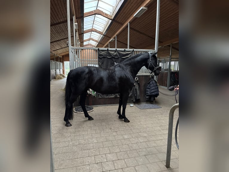 Oldenburger Merrie 7 Jaar 170 cm Zwart in Hohenstein Ödenwaldstetten