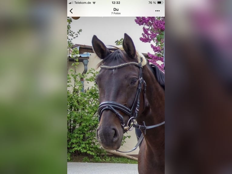 Oldenburger Merrie 7 Jaar 170 cm Zwartbruin in MainbernheimMainbernheim