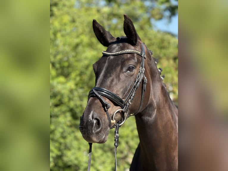 Oldenburger Merrie 7 Jaar 170 cm Zwartbruin in MainbernheimMainbernheim