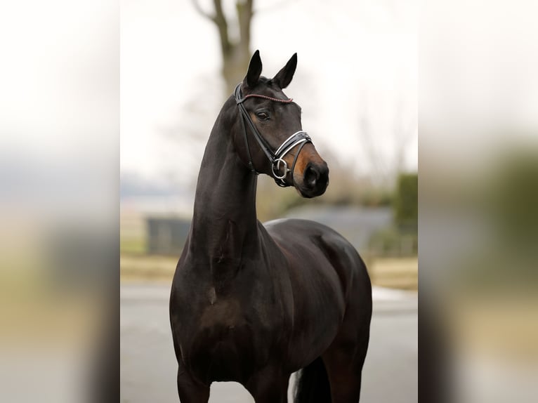 Oldenburger Merrie 7 Jaar 170 cm Zwartbruin in Vechta