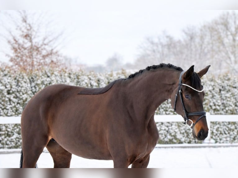 Oldenburger Merrie 7 Jaar 171 cm Zwartbruin in Schwäbisch Hall