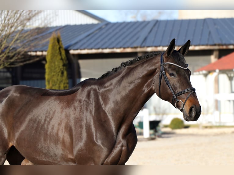 Oldenburger Merrie 7 Jaar 171 cm Zwartbruin in Schwäbisch Hall