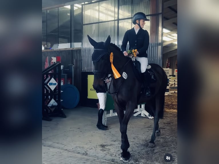 Oldenburger Merrie 7 Jaar 172 cm Zwartbruin in Krembz