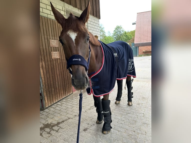 Oldenburger Merrie 7 Jaar 173 cm Donkere-vos in Blieskastel