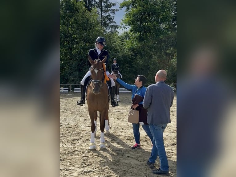 Oldenburger Merrie 7 Jaar 173 cm Donkere-vos in Blieskastel