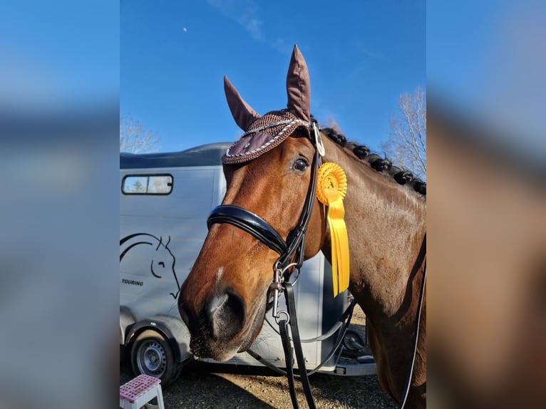 Oldenburger Merrie 7 Jaar 174 cm Roodbruin in Waldshut-Tiengen