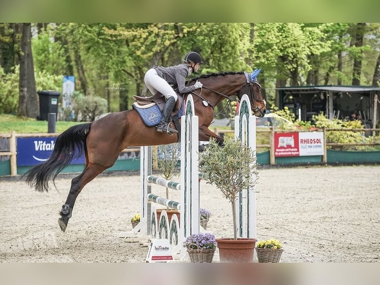 Oldenburger Merrie 7 Jaar 175 cm Bruin in Erlensee