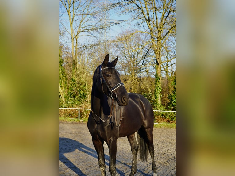 Oldenburger Merrie 7 Jaar 177 cm Zwart in Hagen