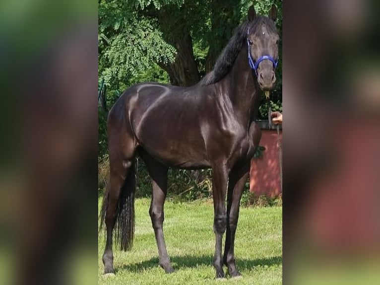 Oldenburger Merrie 7 Jaar 178 cm Zwart in St.Nikolai im Sausal
