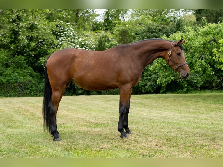 Oldenburger Merrie 7 Jaar 180 cm Roodbruin in Tass