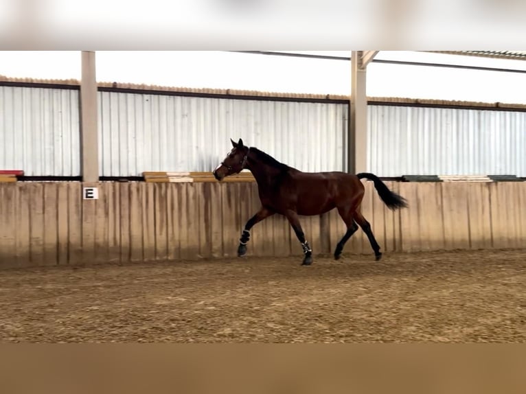 Oldenburger Merrie 7 Jaar 180 cm Roodbruin in Tass