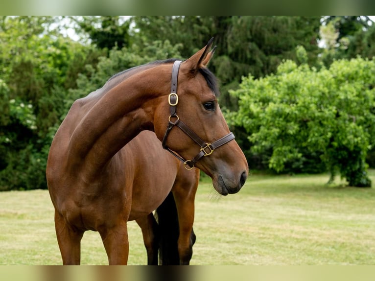 Oldenburger Merrie 7 Jaar 180 cm Roodbruin in Tass