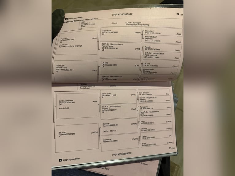 Oldenburger Merrie 7 Jaar 180 cm Roodbruin in Tass