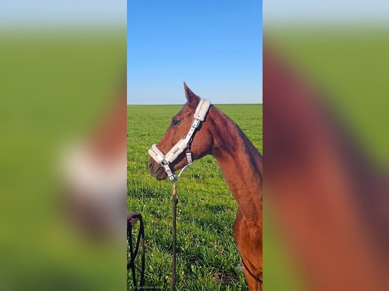 Oldenburger Merrie 8 Jaar 160 cm Vos in Wershofen