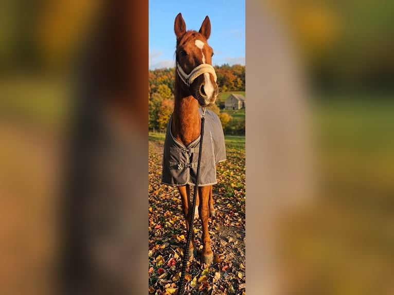 Oldenburger Merrie 8 Jaar 160 cm Vos in Wershofen