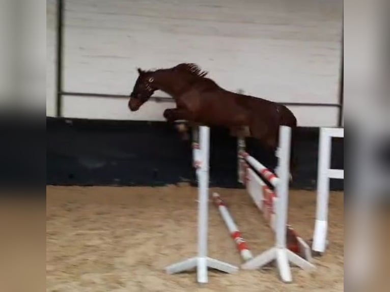 Oldenburger Merrie 8 Jaar 161 cm Donkere-vos in Telgte