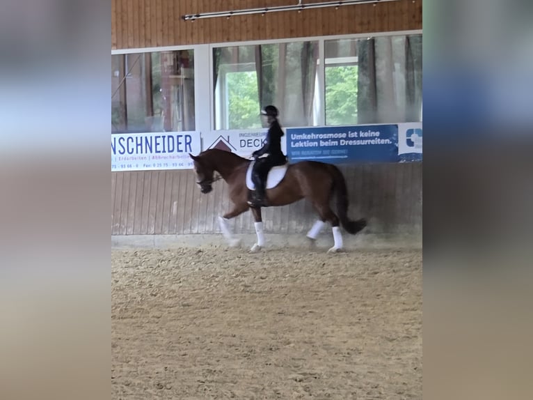 Oldenburger Merrie 8 Jaar 161 cm Donkere-vos in Telgte
