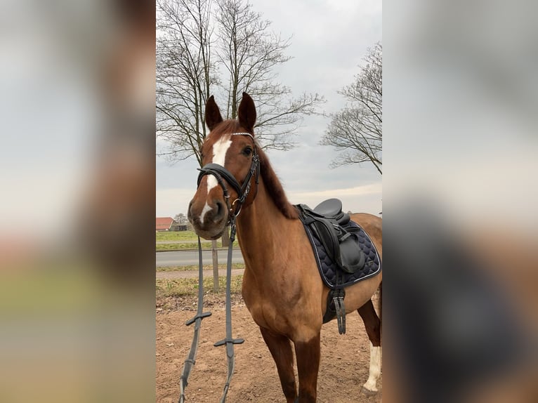 Oldenburger Merrie 8 Jaar 163 cm Donkere-vos in Uplengen