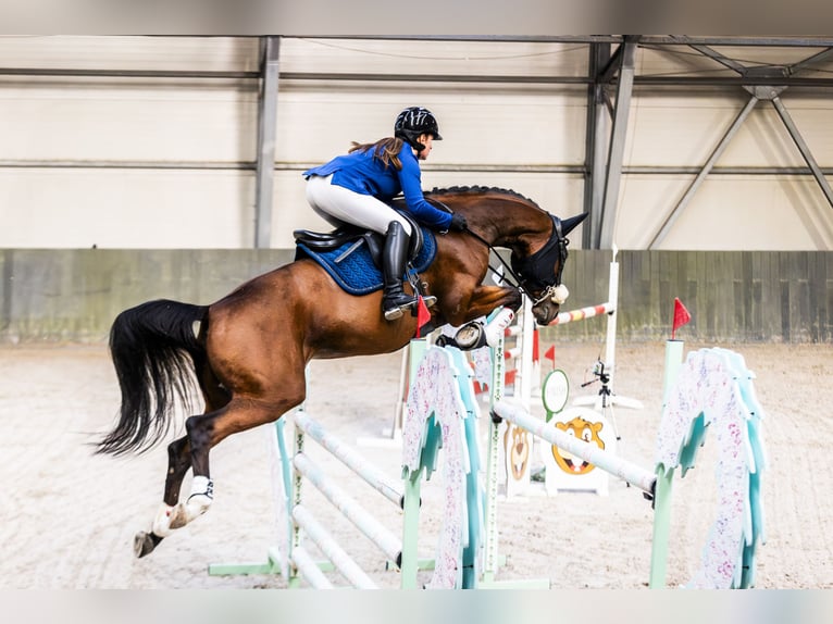 Oldenburger Merrie 8 Jaar 163 cm Roodbruin in Podkowa Leśna