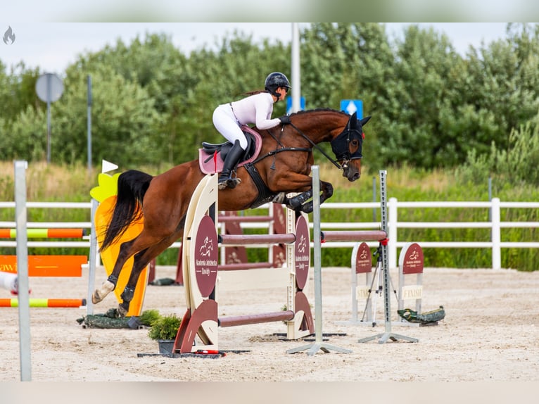 Oldenburger Merrie 8 Jaar 163 cm Roodbruin in Podkowa Leśna
