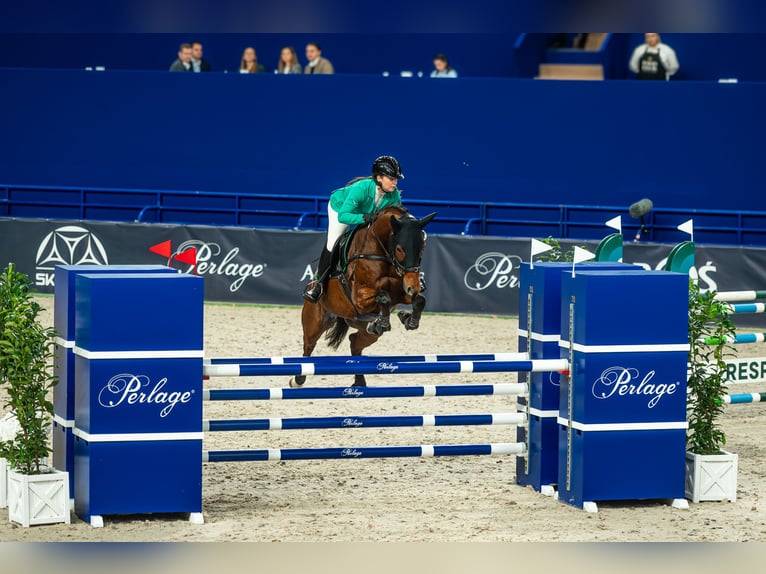 Oldenburger Merrie 8 Jaar 163 cm Roodbruin in Podkowa Leśna