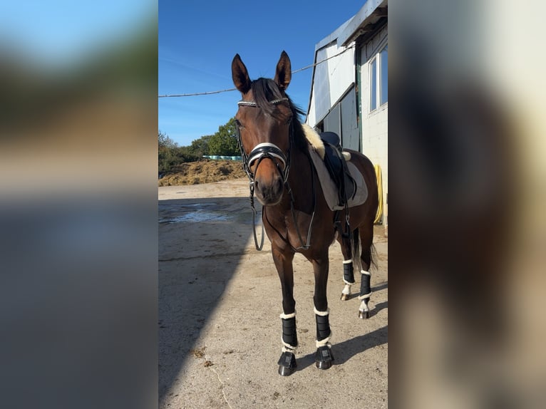 Oldenburger Merrie 8 Jaar 164 cm Donkerbruin in Ahrensbök