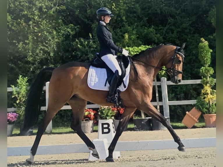 Oldenburger Merrie 8 Jaar 164 cm Donkerbruin in Ahrensbök